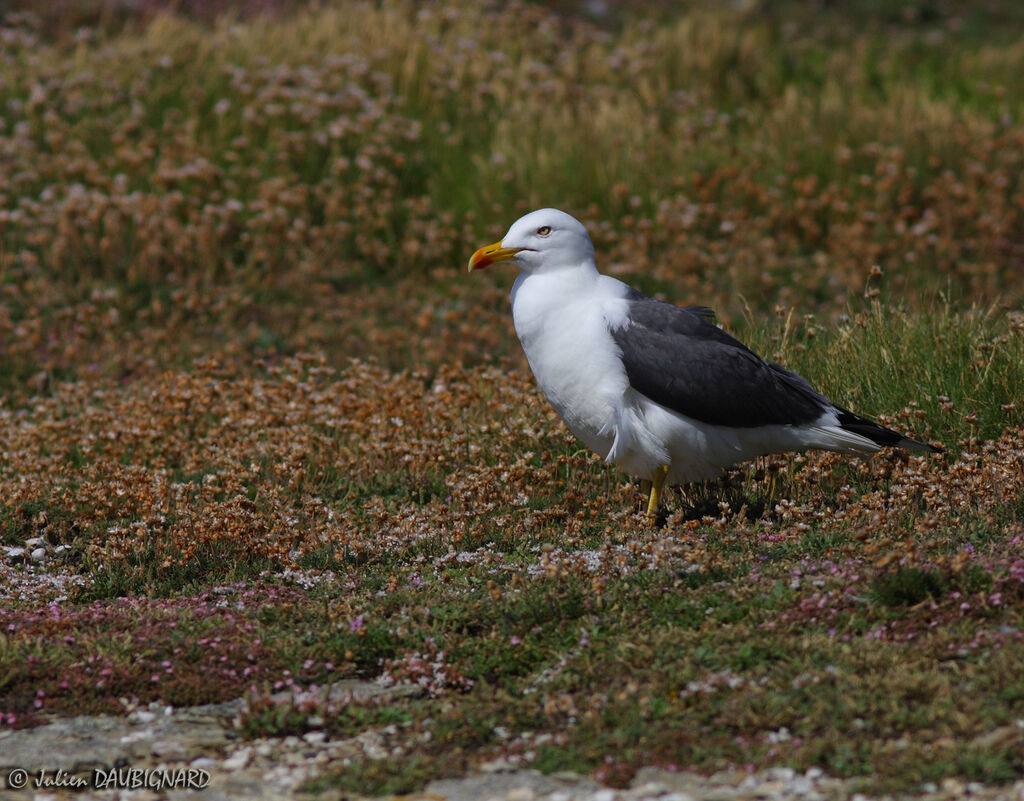 Goéland brunadulte, identification