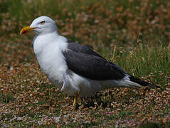 Lesser Black-backed Gull