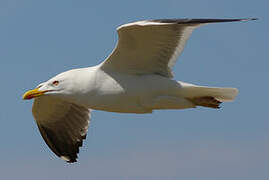 Lesser Black-backed Gull