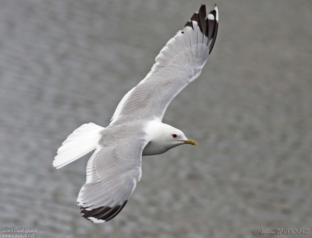 Common Gulladult, Flight