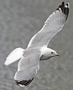 Mew Gull