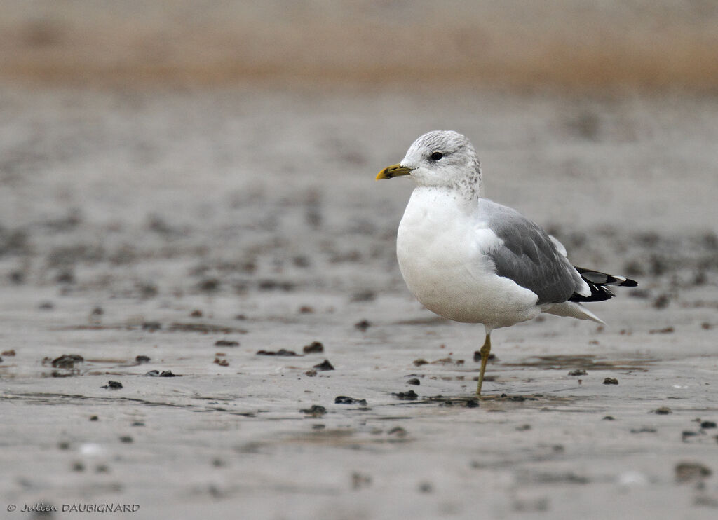 Mew Gull, identification