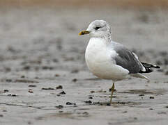 Common Gull