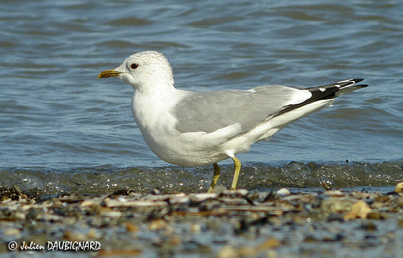 Mew Gull