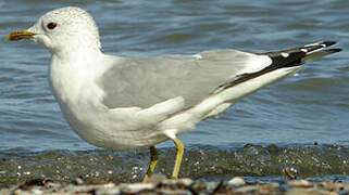 Common Gull