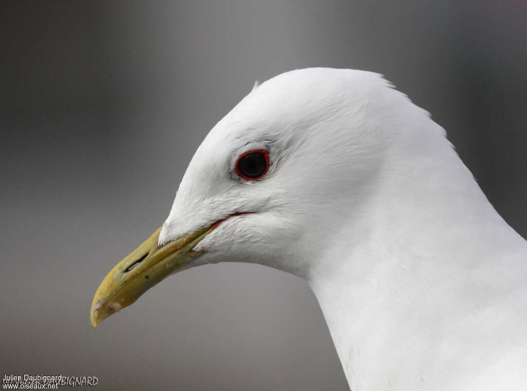 Common Gulladult, close-up portrait