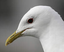 Mew Gull