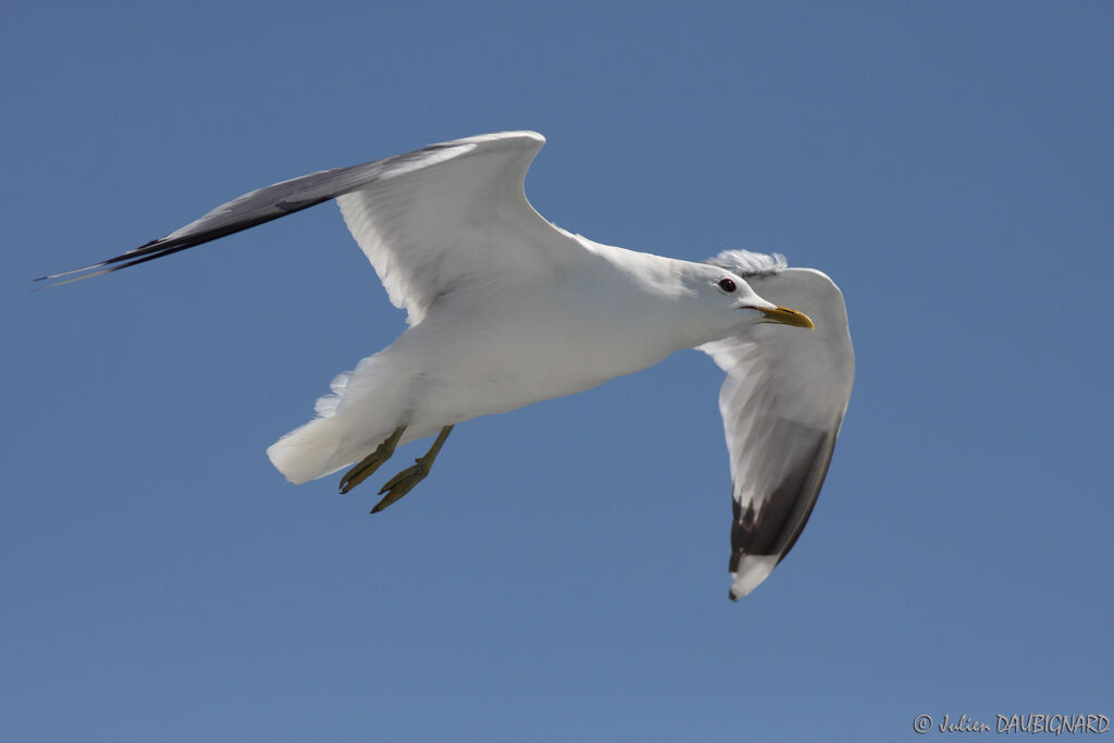 Common Gulladult, Flight