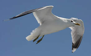 Common Gull