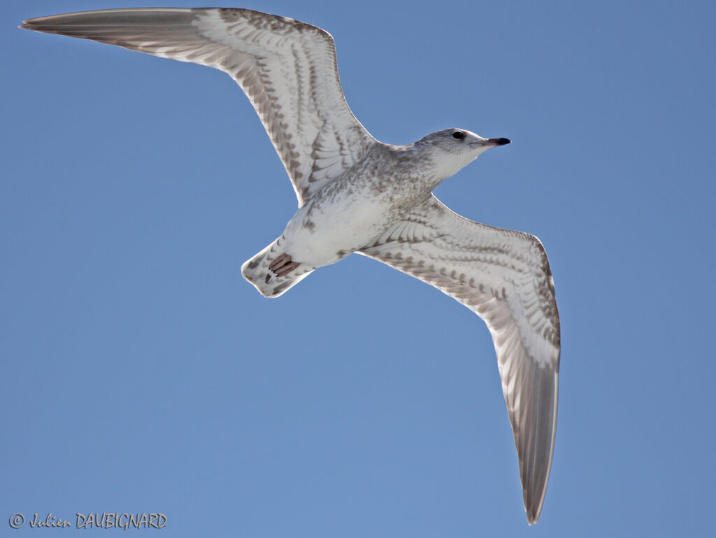 Common Gullimmature, Flight