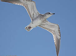 Common Gull