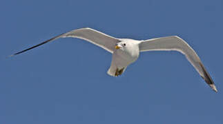 Common Gull