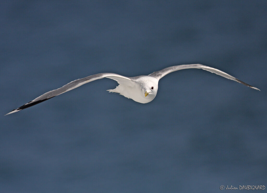 Common Gulladult, Flight