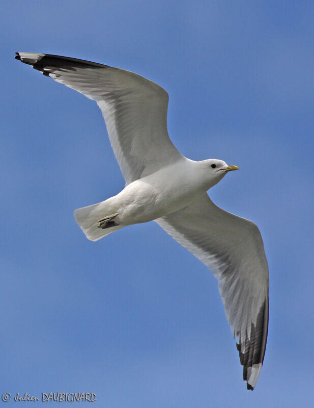 Common Gulladult, Flight