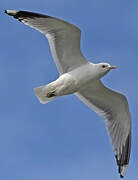 Mew Gull