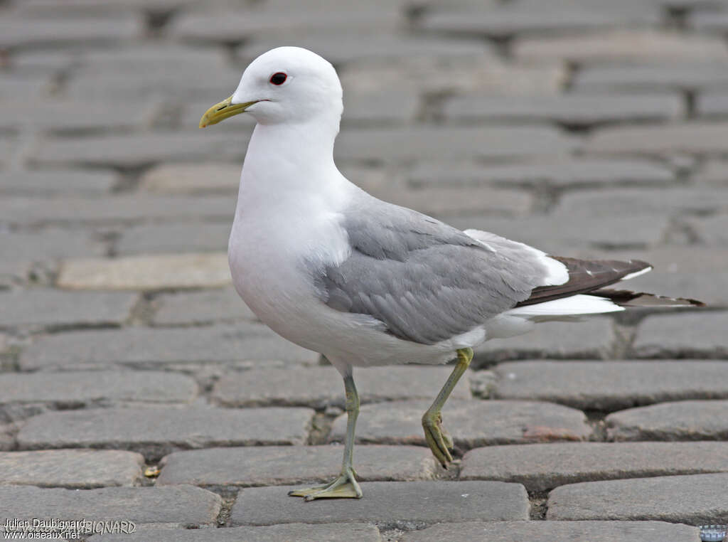 Common Gulladult, identification