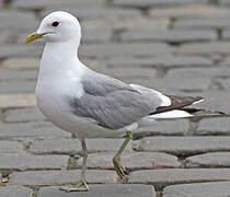 Mew Gull