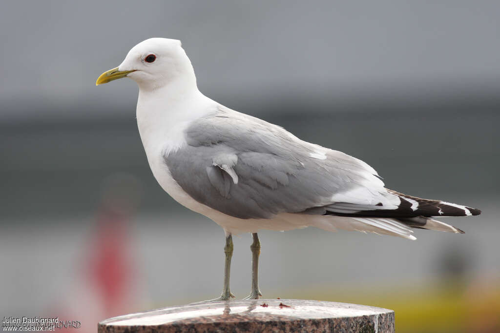 Common Gulladult breeding, identification