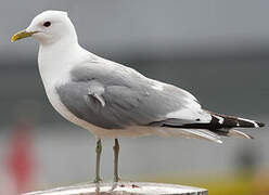 Mew Gull