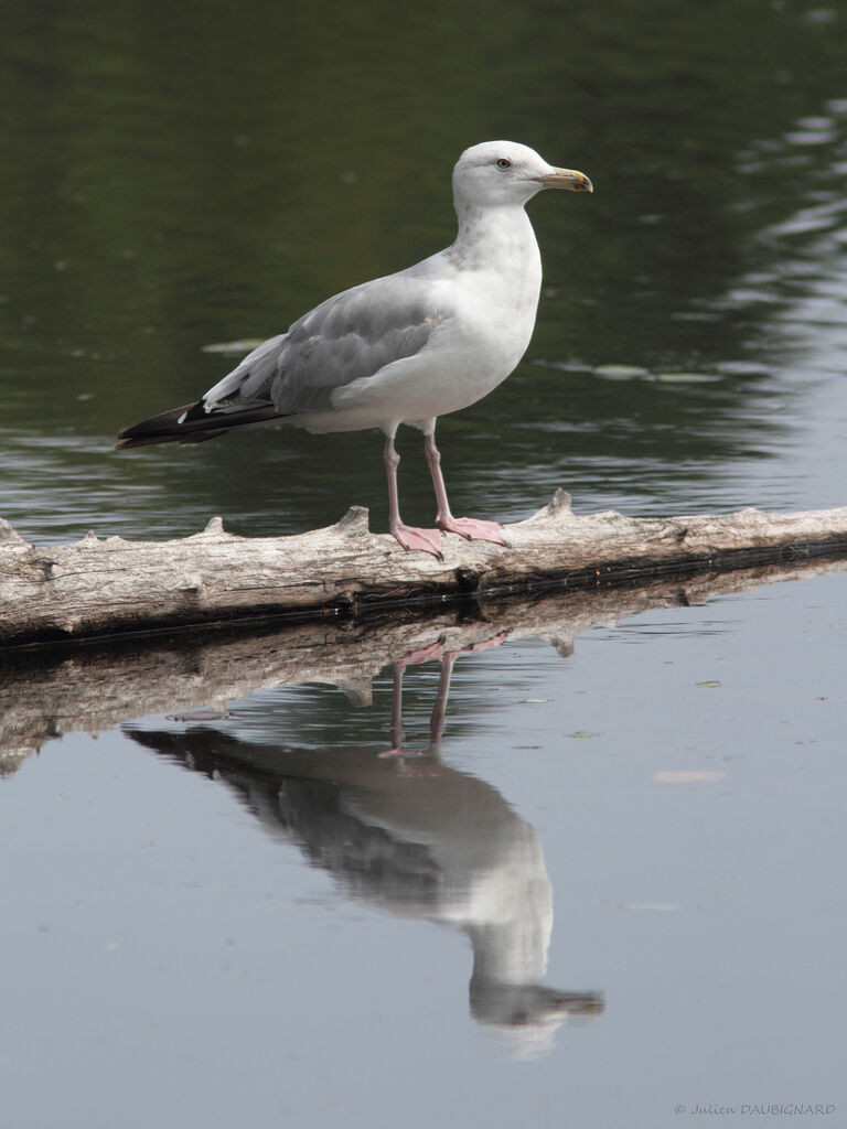 Goéland d'Amérique, identification