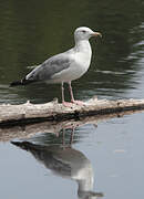 American Herring Gull