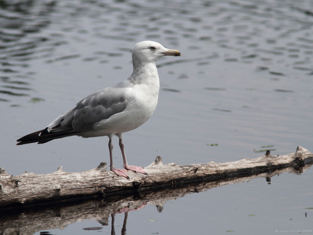 American Herring Gull, identification