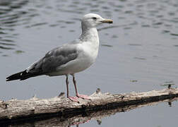 American Herring Gull