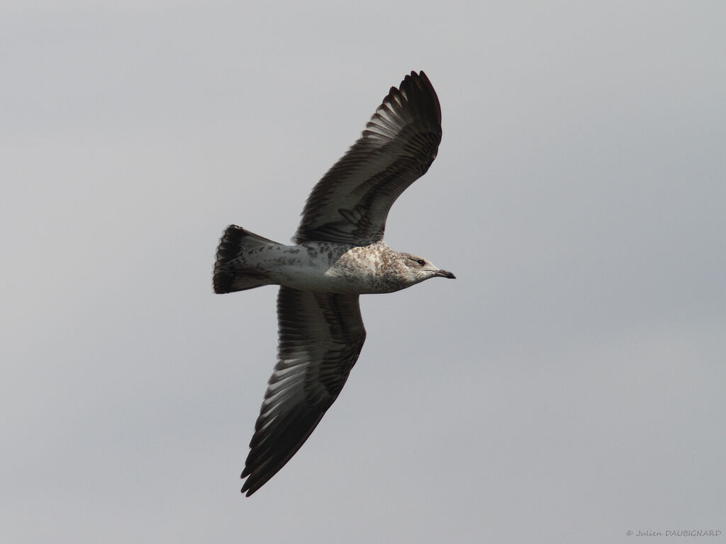 American Herring Gull, identification