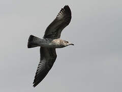 American Herring Gull