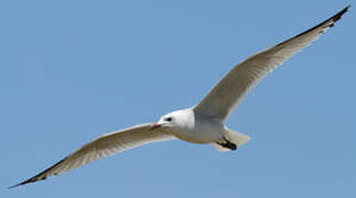 Audouin's Gull