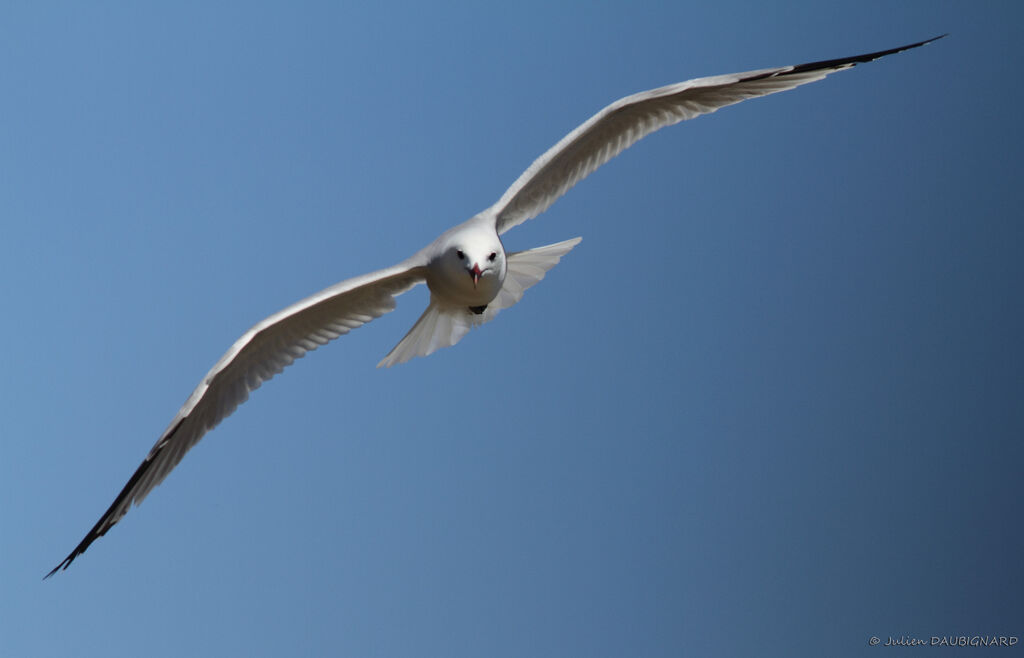 Audouin's Gull, Flight