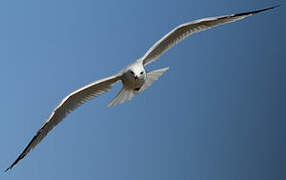 Audouin's Gull