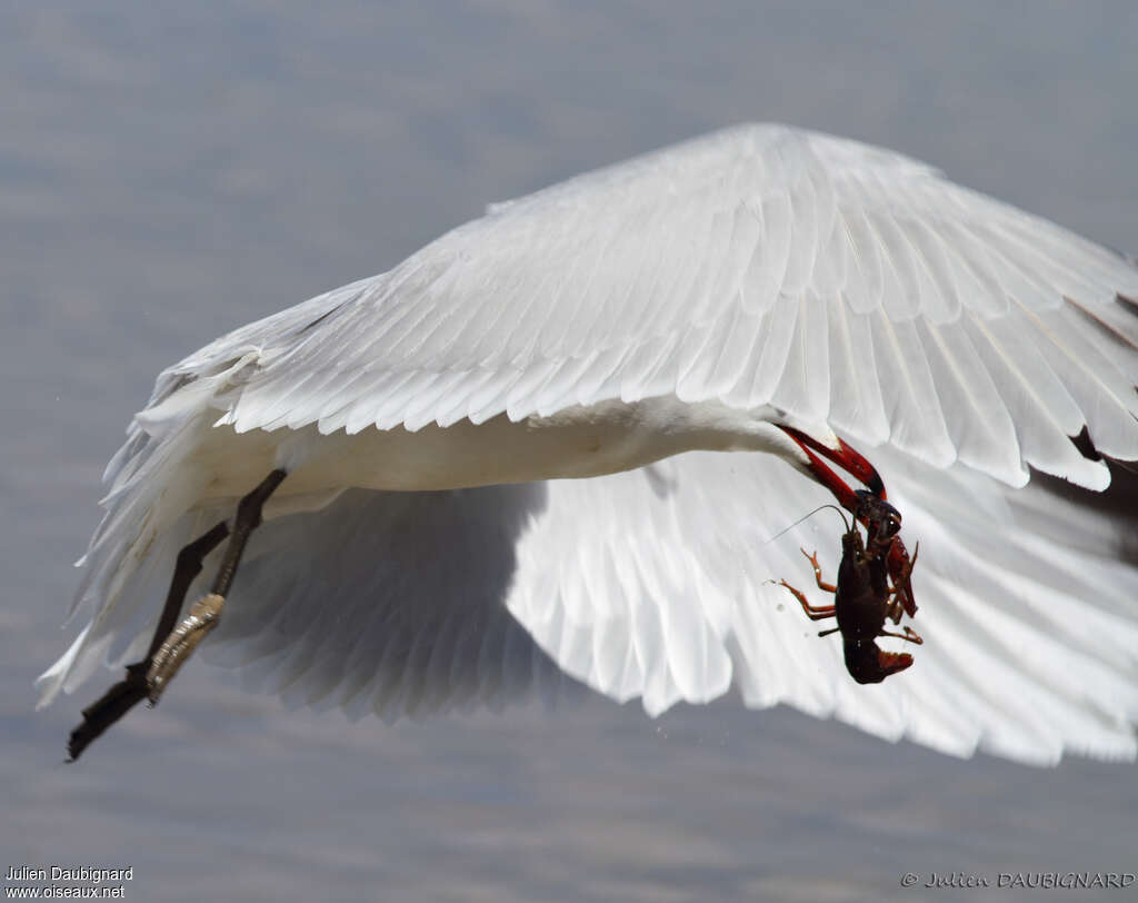 Audouin's Gulladult, identification, feeding habits