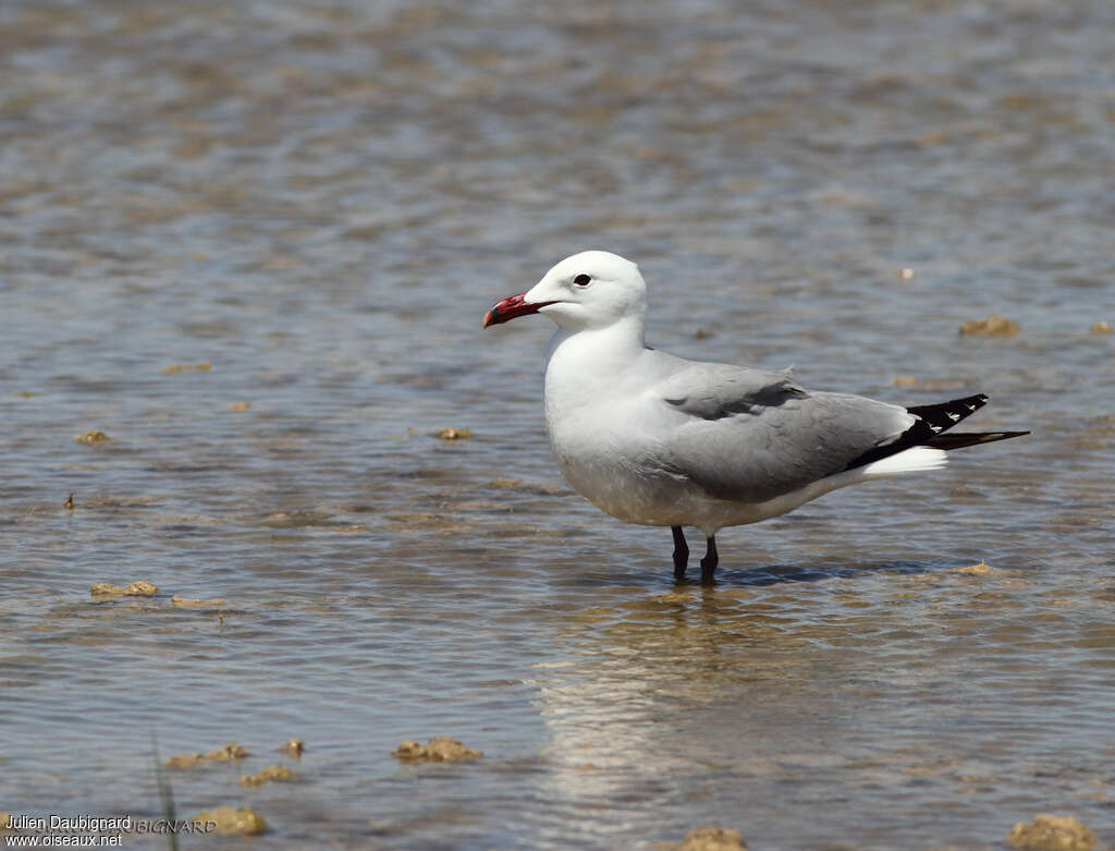 Goéland d'Audouin, identification