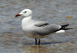 Audouin's Gull