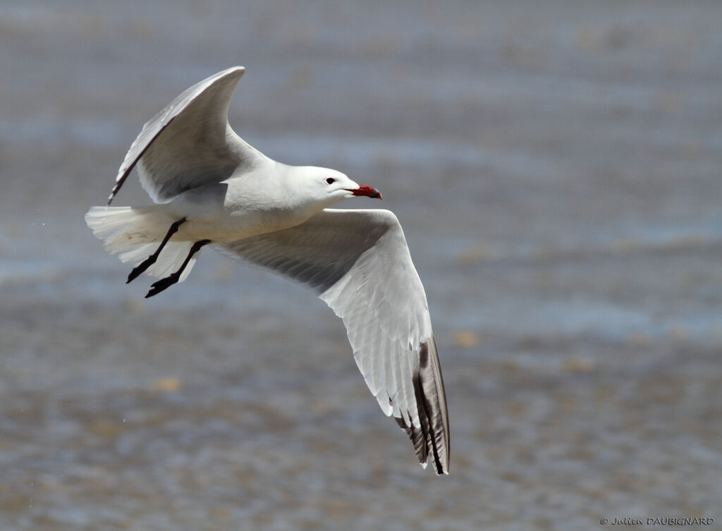 Audouin's Gull, Flight