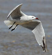 Audouin's Gull