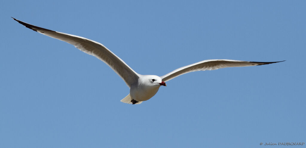 Audouin's Gull, Flight