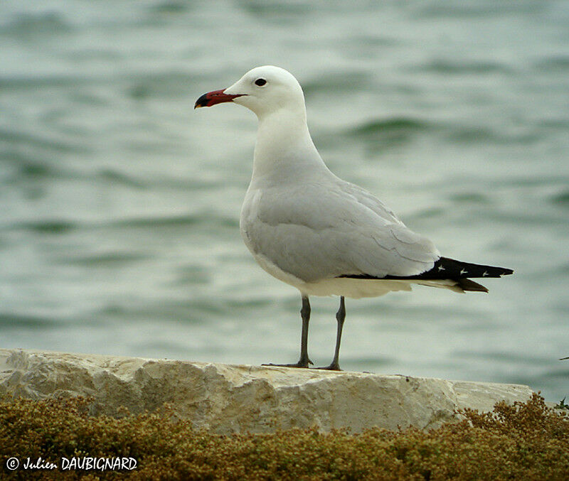 Audouin's Gull