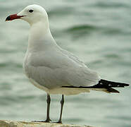 Audouin's Gull