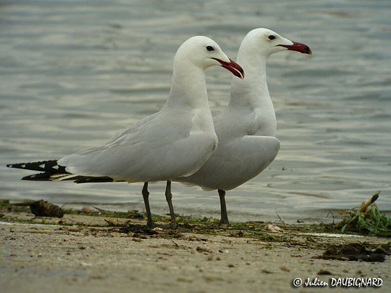 Audouin's Gull