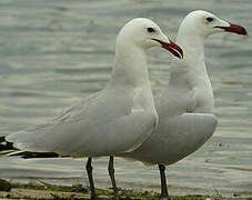 Audouin's Gull