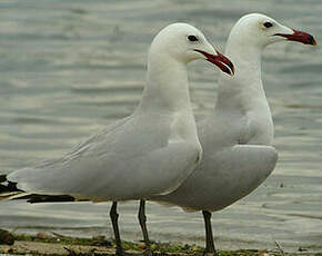 Goéland d'Audouin