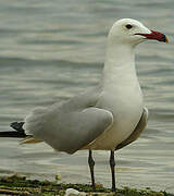 Audouin's Gull