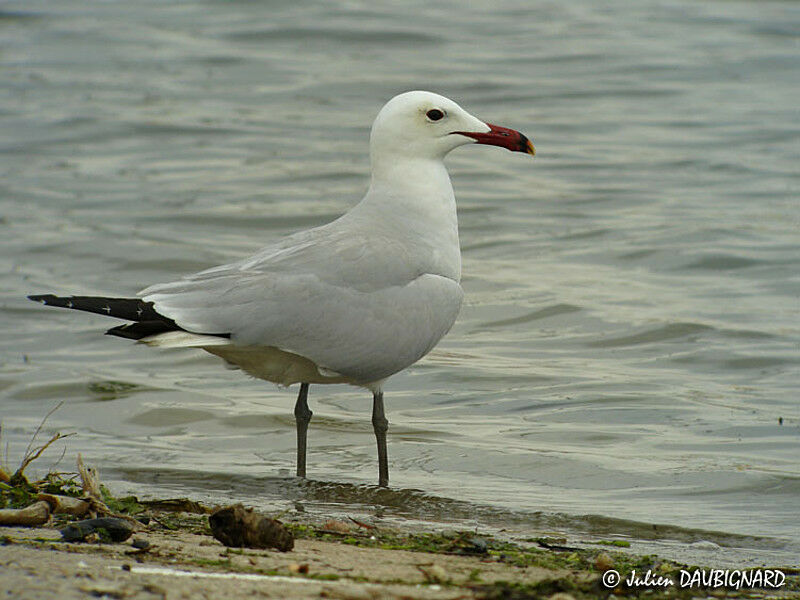 Audouin's Gull