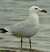 Audouin's Gull