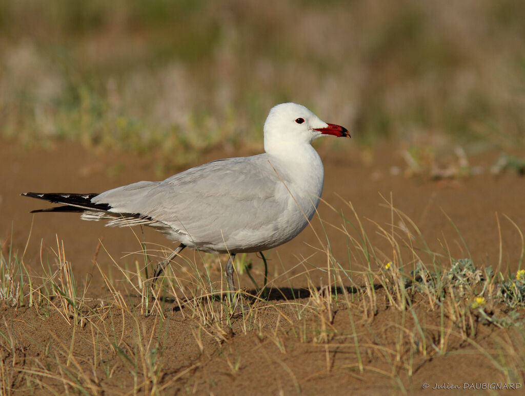 Goéland d'Audouin, identification