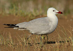 Audouin's Gull