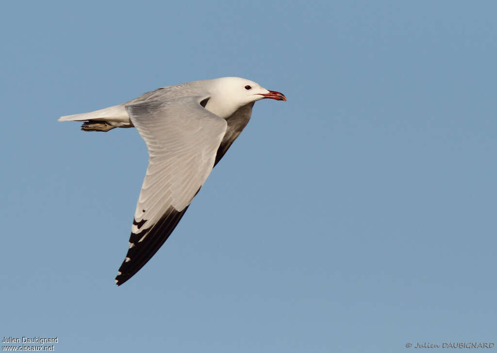 Audouin's Gulladult, Flight