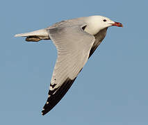 Audouin's Gull